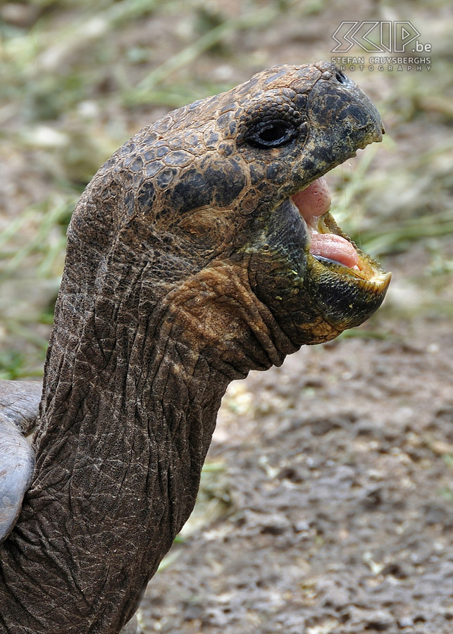 Galapagos - Santa Cruz - Schildpad  Stefan Cruysberghs